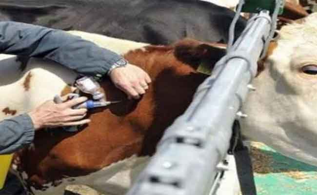 اقتناء الجزائر الدفعة الأولى من من لقاح مرض الجلد العقدي المعدي لدى الأبقار