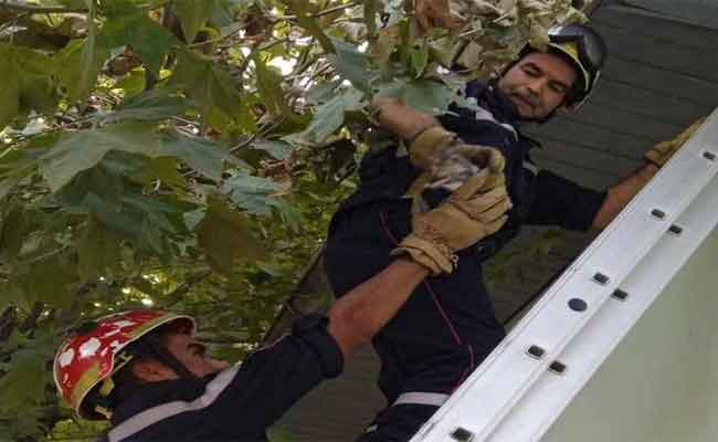 الحماية المدنية تتدخل لإنقاذ قطط حديثي الولادة علقوا منذ  ثلاث أيام بجيجل