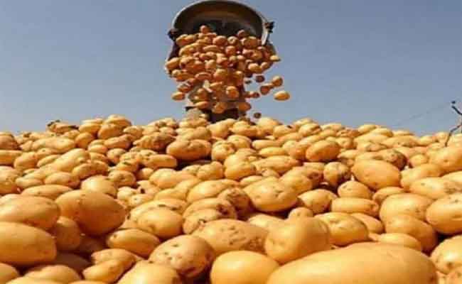 تفريغ مخزون البطاطا الموجهة للاستهلاك لضبط السوق