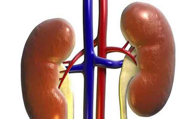 4 نصائح للحفاظ على كليتين سليمتين لا تهمليها
