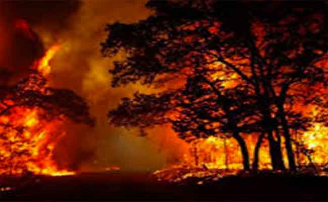 متورط في حرق  4 آلاف هكتار من غابات “بورباش” بالأخضرية مهدد بعقوبة الإعدام