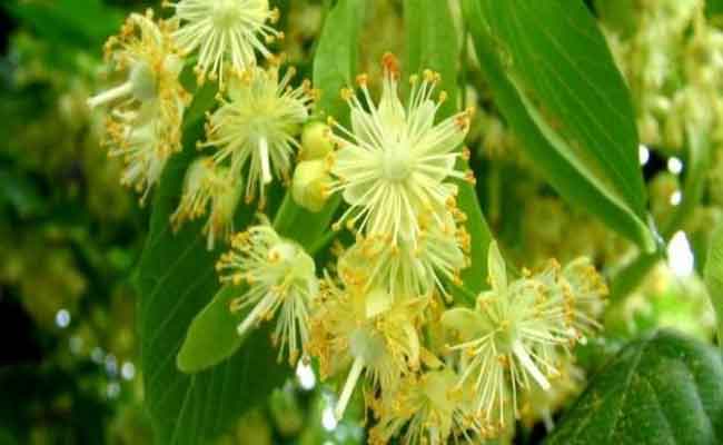 فوائد عشبة التيليو للنساء مهمة جداً خصوصاً لعلاج التوتر…