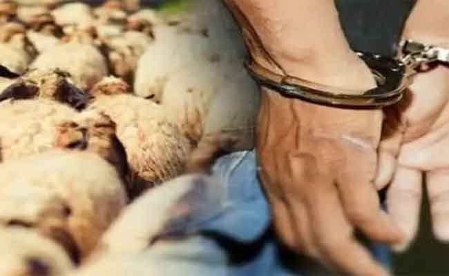 توقيف عصابة إجرامية تحترف سرقة المواشي بأم البواقي