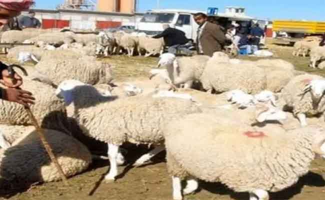 إغلاق أسواق الماشية بقسنطينة