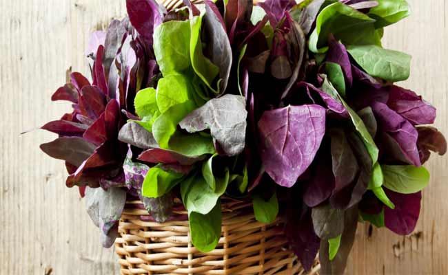 فوائد عشبة القطف للنساء في تحسين المناعة ومحاربة الأنيميا وفق اختصاصية…