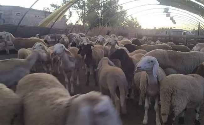 الإطاحة بعصابة إجرامية متلبسة بسرقة المواشي بالأغواط