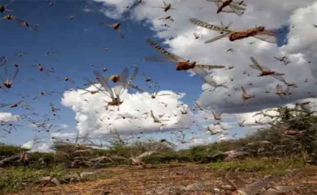 الدولة تتخذ إجراءات استباقية لمواجهة خطر الجراد