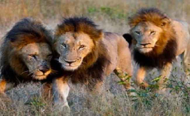 الأسود تفترس حارسا بحديقة الحيونات المغلقة  في المنصورة بتلمسان