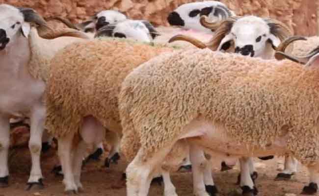 وزارة النقل تكشف عن موعد وصول رؤوس الماشية المستوردة للعيد