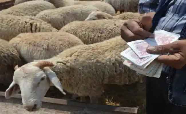 إعادة فتح الأسواق الأسبوعية للمواشي استثنائيا بتيارات