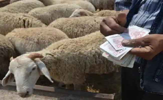 إعادة فتح أسواق الماشية بميلة