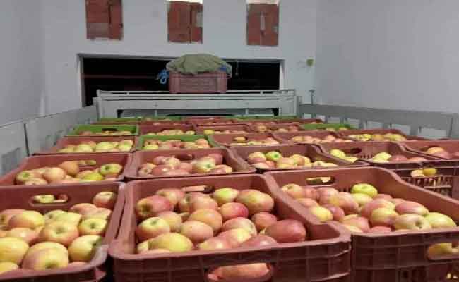 حجز أكثر من 14 قنطارا من التفاح موجهة للمضاربة بميلة