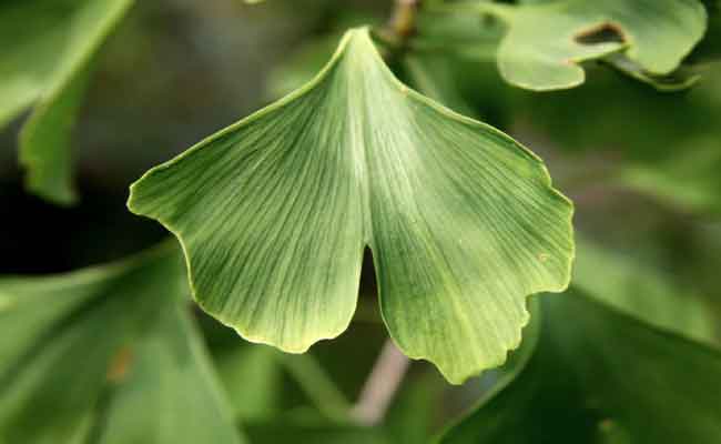 تجربتي مع حبوب الجنكة كانت ممتازة في تحسين الوظيفة الإدراكية