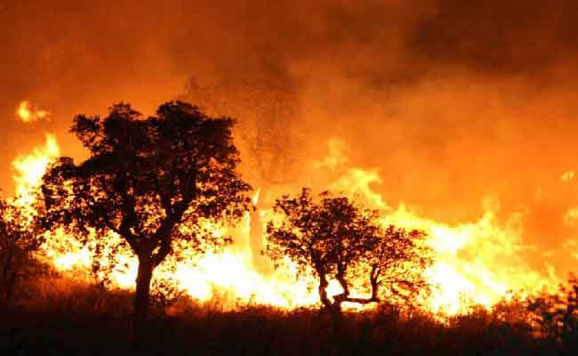 إدانة متورط في حرق غابة “باينام” لتجميع الفحم لعيد الأضحى بـ3 سنوات 