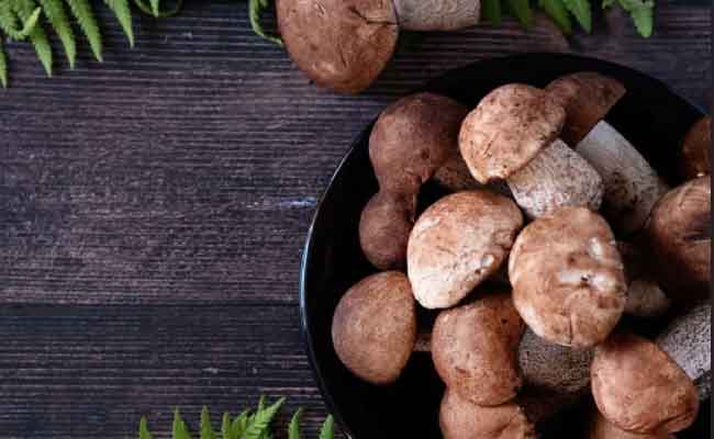 مكملات الفطر سندٌ فعّال للصحة…