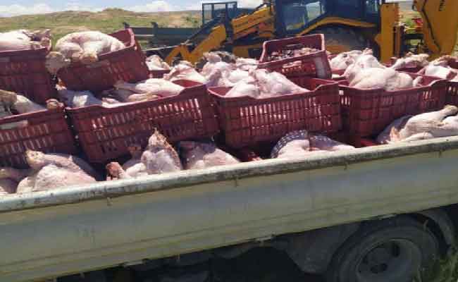 إتلاف قنطار من البطاطا المقشرة ودجاج غير صالح للاستهلاك بأم البواقي