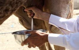اليوم العالمي للإبل: بعد قراءة هذا الموضوع لن تتخلي عن حليب الإبل ولحمه