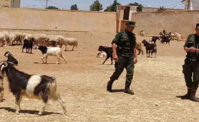 الإطاحة بشبكة إجرامية دولية منظمة تحترف تهريب المواشي بتبسة