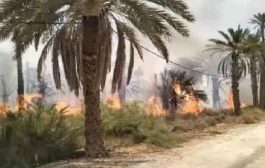 النيران تلتهم 112 نخلة بغابات النخيل بسيدي عمران بالمغير