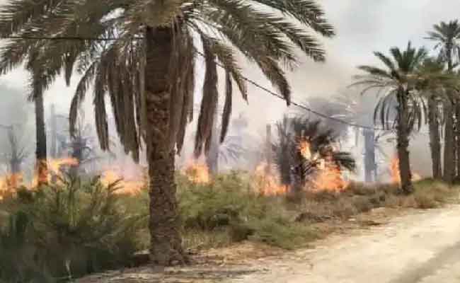 النيران تلتهم 112 نخلة بغابات النخيل بسيدي عمران بالمغير
