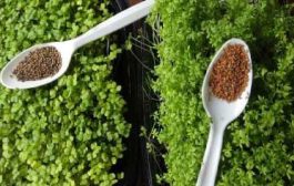 أضرار حب الرشاد الأخضر على الصحة