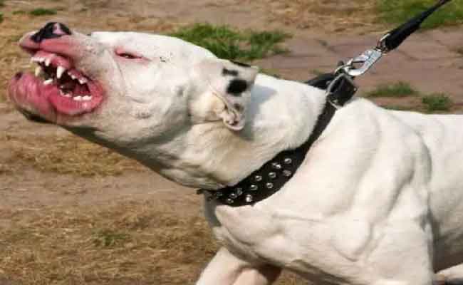 تحذير من تربية الكلاب داخل حي 450 مسكن بالدرارية