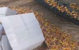 اتلاف كمية معتبرة من حلوى الأطفال 