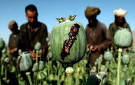 بعد سيطرة أفغانية...كيف انتزعت باكستان صدارة الدول المروّجة للأفيون عالميا؟
