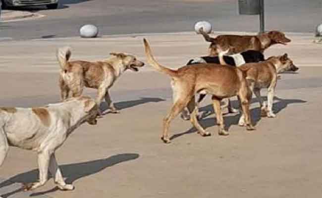 هجوم شرس على رضيع من طرف سبعة كلاب ضالة بخنشلة