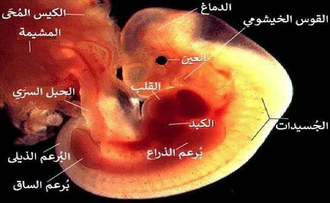 نصائح للحامل في الشهر الأول لتجنب الإجهاض...