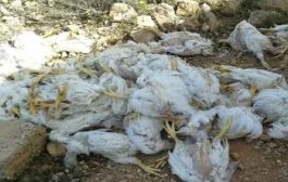 حجز 200 دجاجة ميتة  بغليزان