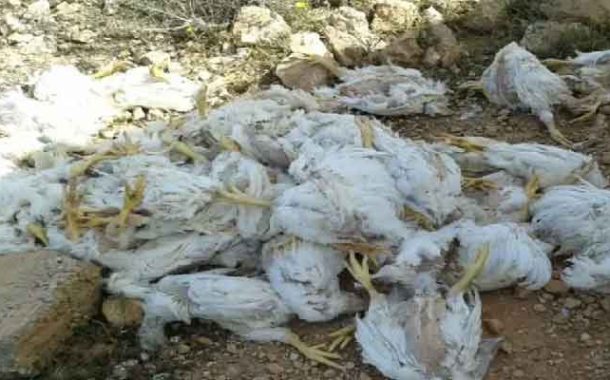 حجز 200 دجاجة ميتة بغليزان