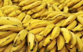 حجز أزيد من 5 قناطير من الموز تُباع بسعر فوق القانون!