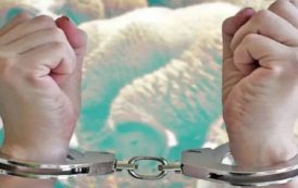 تفكيك شبكة إجرامية تحترف سرقة المواشي بغليزان