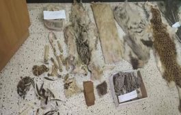 توقيف شخص متلبسا بجلود وبقايا حيوانات محمية ومهددة بالإنقراض بباتنة