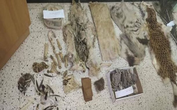 توقيف شخص متلبسا بجلود وبقايا حيوانات محمية ومهددة بالإنقراض بباتنة