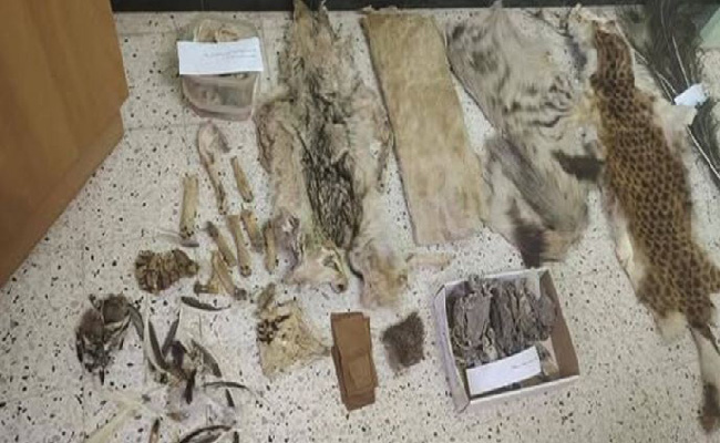 توقيف شخص متلبسا بجلود وبقايا حيوانات محمية ومهددة بالإنقراض بباتنة