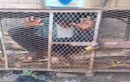 قيادي حوثي يحتجز حرية طفل داخل قفص حديدي...