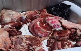 أم البواقي...حجز واتلاف 135.65 كغ من اللحوم الحمراء و البيضاء والاحشاء فاسدة