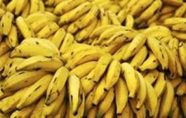 الوادي...حجز أزيد من 5 قناطير من فاكهة الموز