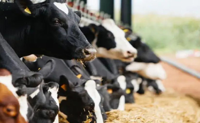 وزارة الفلاحة تسعر الشعير المدعم بـ3900 دينار للقنطار محاربة للمضاربة