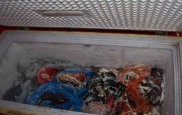 إتلاف أكثر من 168 كلغ من اللحوم الحمراء غير الصالحة للاستهلاك بالشلف