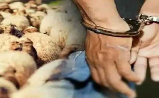 توقيف شخصين يحترفان سرقة المواشي بالمدية