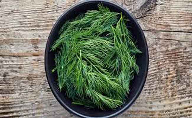 فوائد عشبة الشبت للجسم…كنز لا غنى غنه