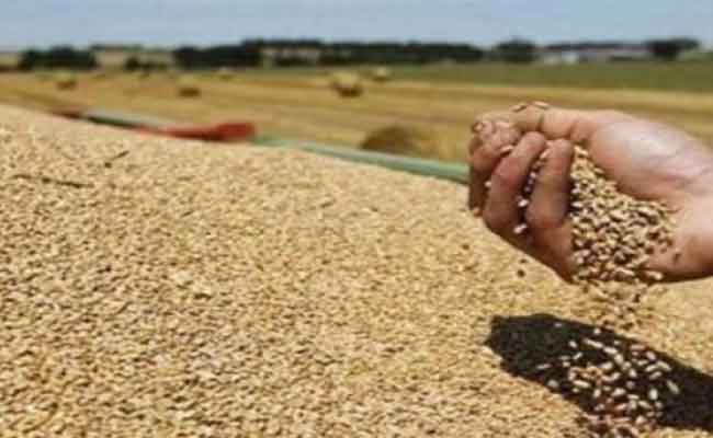 تنصيب خلايا متابعة وتقييم لإنتاج الحبوب بكل الولايات