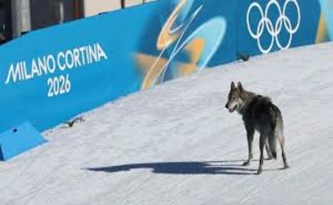 يشبه الذئب…كلب يطارد المتسابقات في منافسات الأولمبياد الشتوية