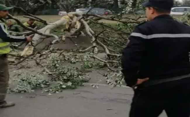 التقلبات الجوية تخلف انهيارات للتربة وسقوط الأشجار والأعمدة الكهربائية