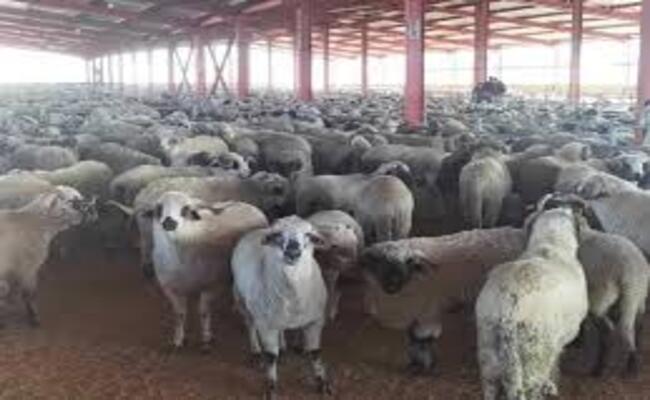 توقيف عصابة خبأت أقراص “الصاروخ” داخل “كبش”