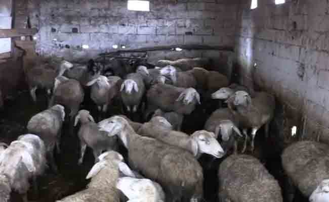 إحباط محاولة سرقة قطيع من المواشي بسطيف