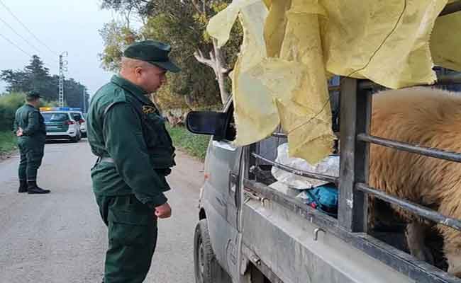 توقيف شبكة إجرامية تحترف سرقة المواشي المستوردة ببوفاريك